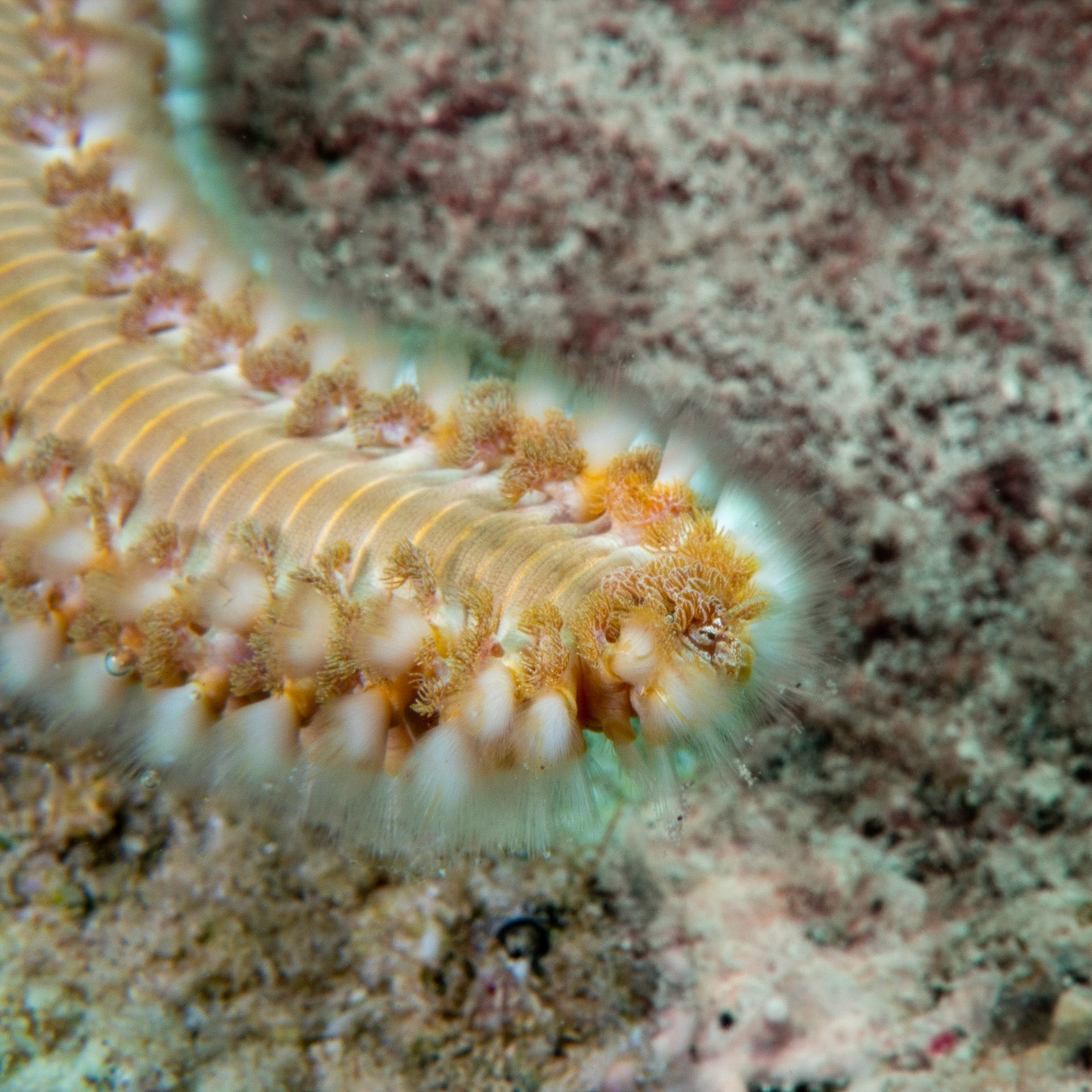Head of a fire worm