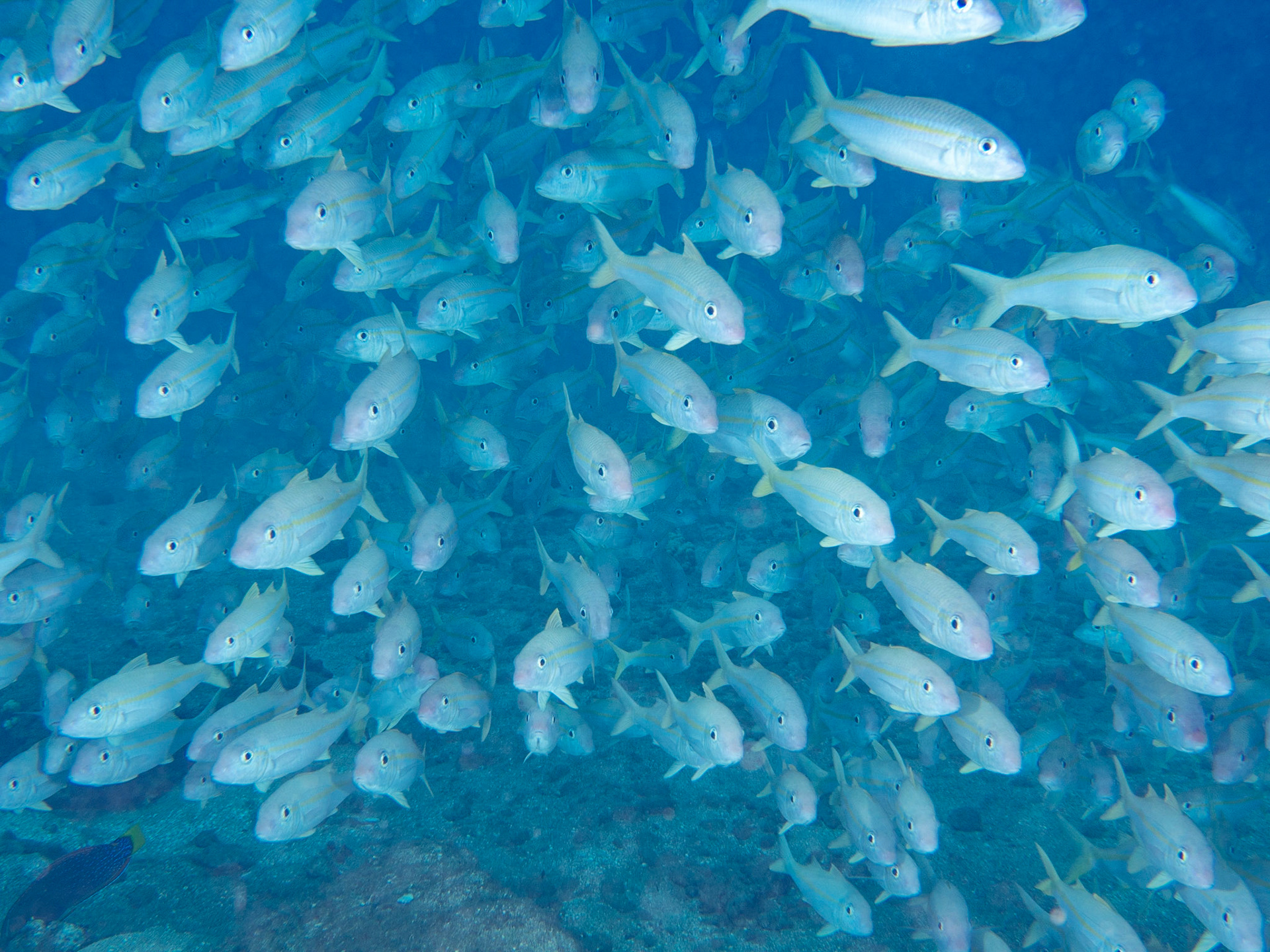 yellowfin goat fish