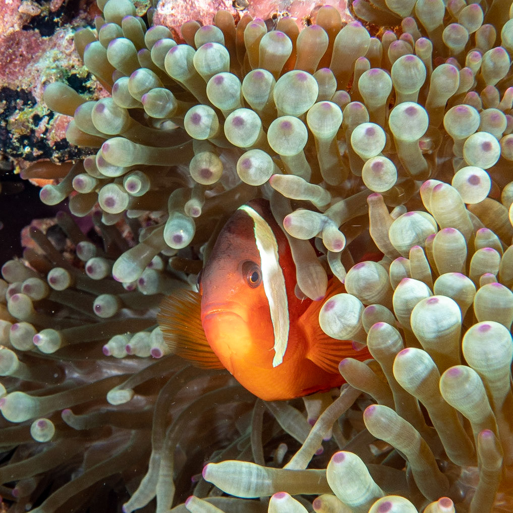 Anemone fish