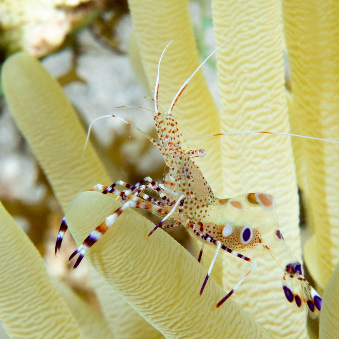 Spotted anemone shrimp