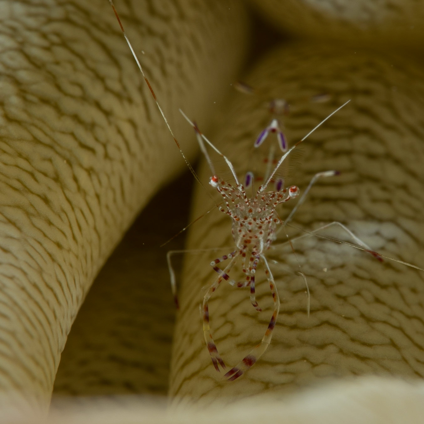 C\Juvenile cleaner shrimp