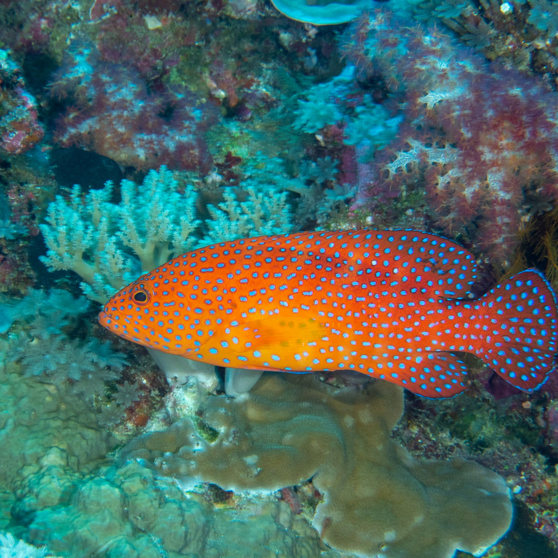 Coral grouper