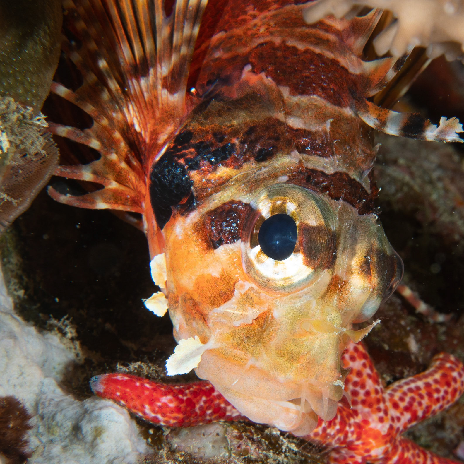 Lion fish