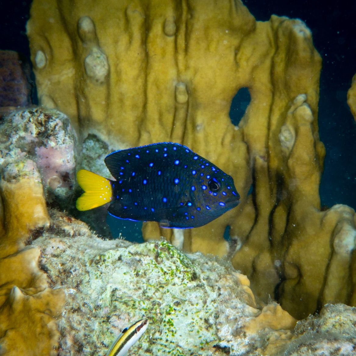 Yellow tail damsel fish