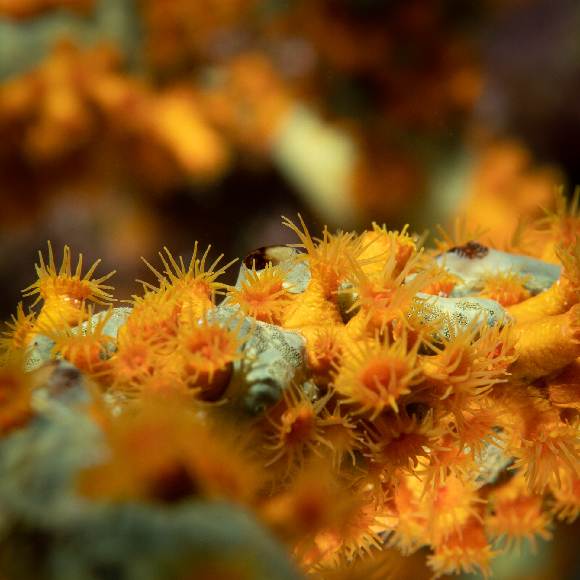 Golden Zoanthid on Green Finger Sponge