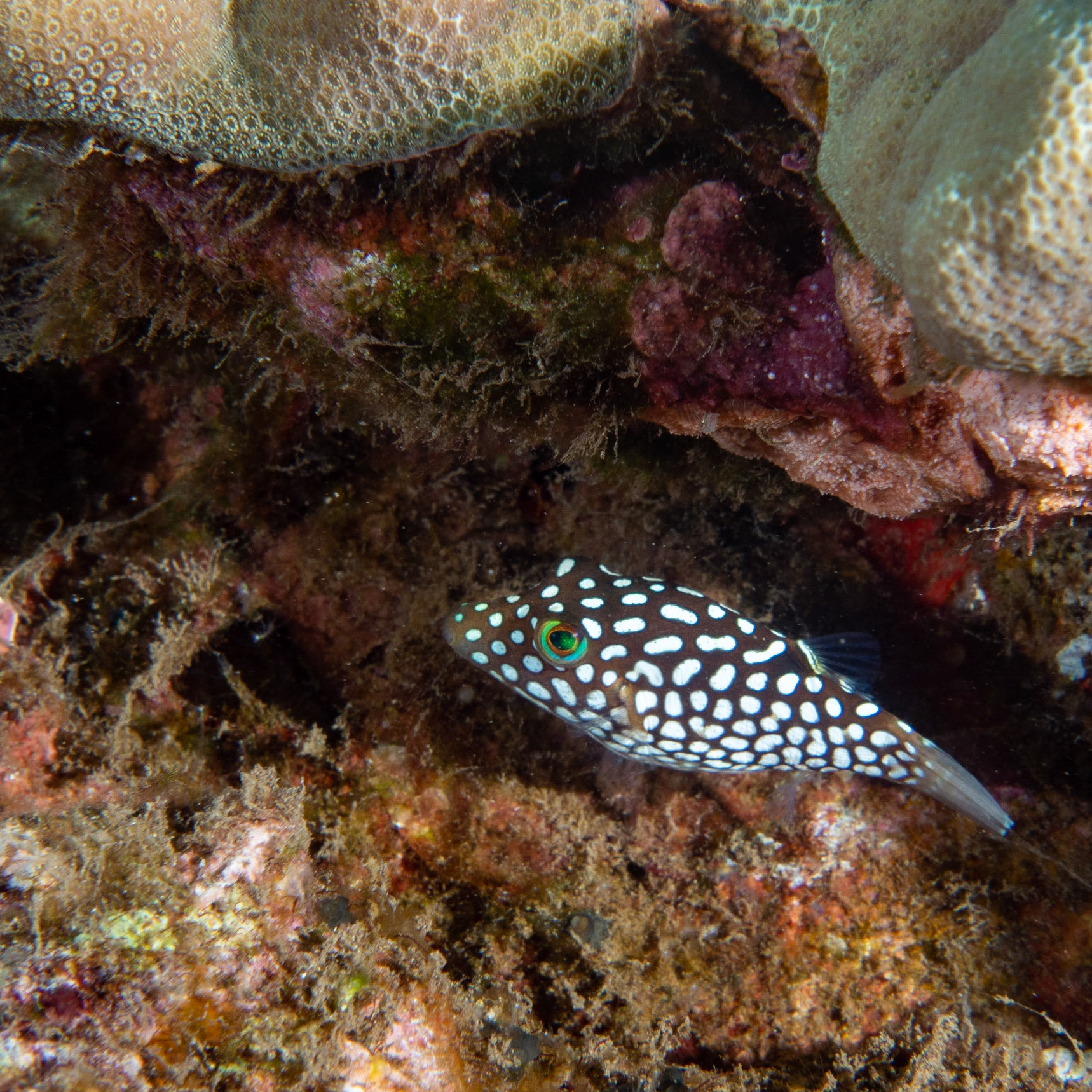 juvenile female box fish