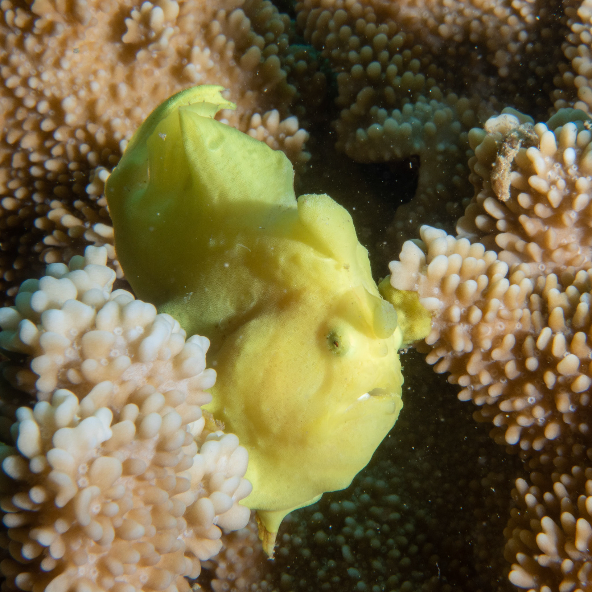 Juvenile Commerson's frog fish