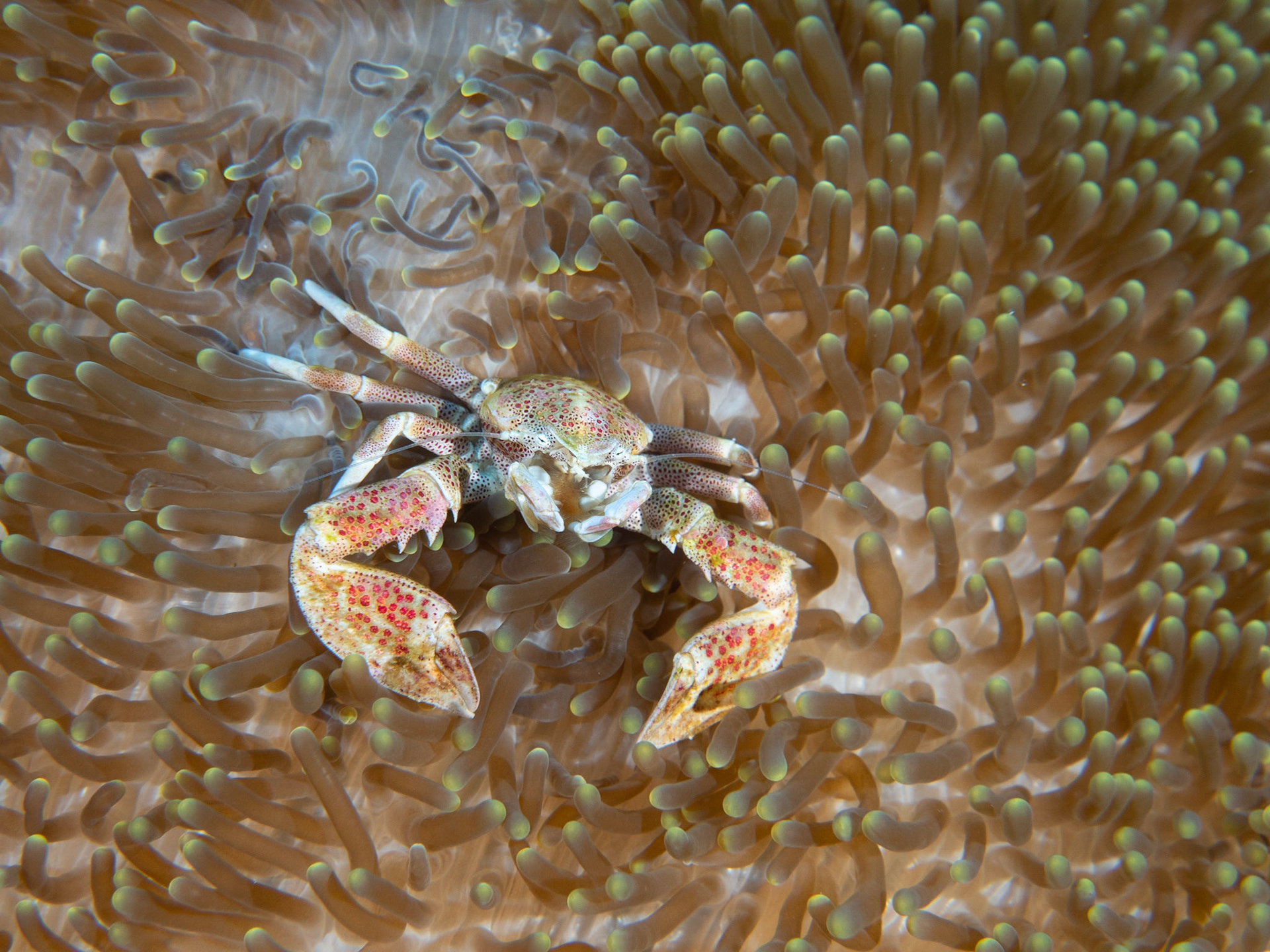 Spotted porcelain crab