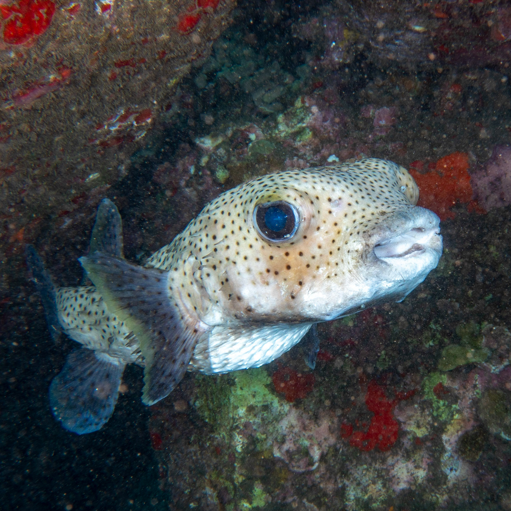 porcupine fish