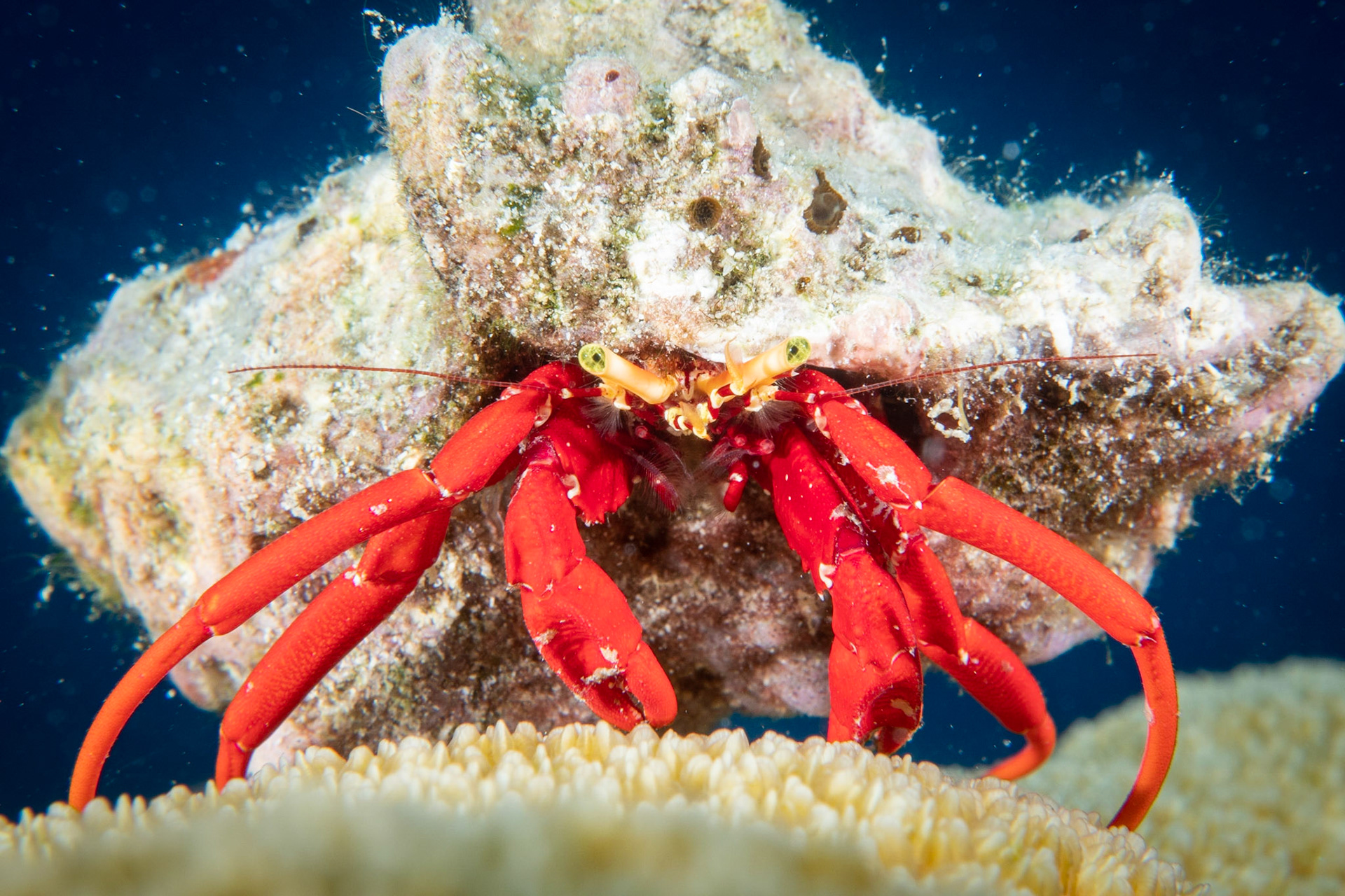 Scarlet reef hermit crab