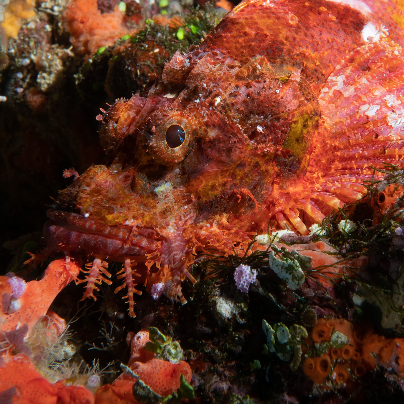 Scorpion fish