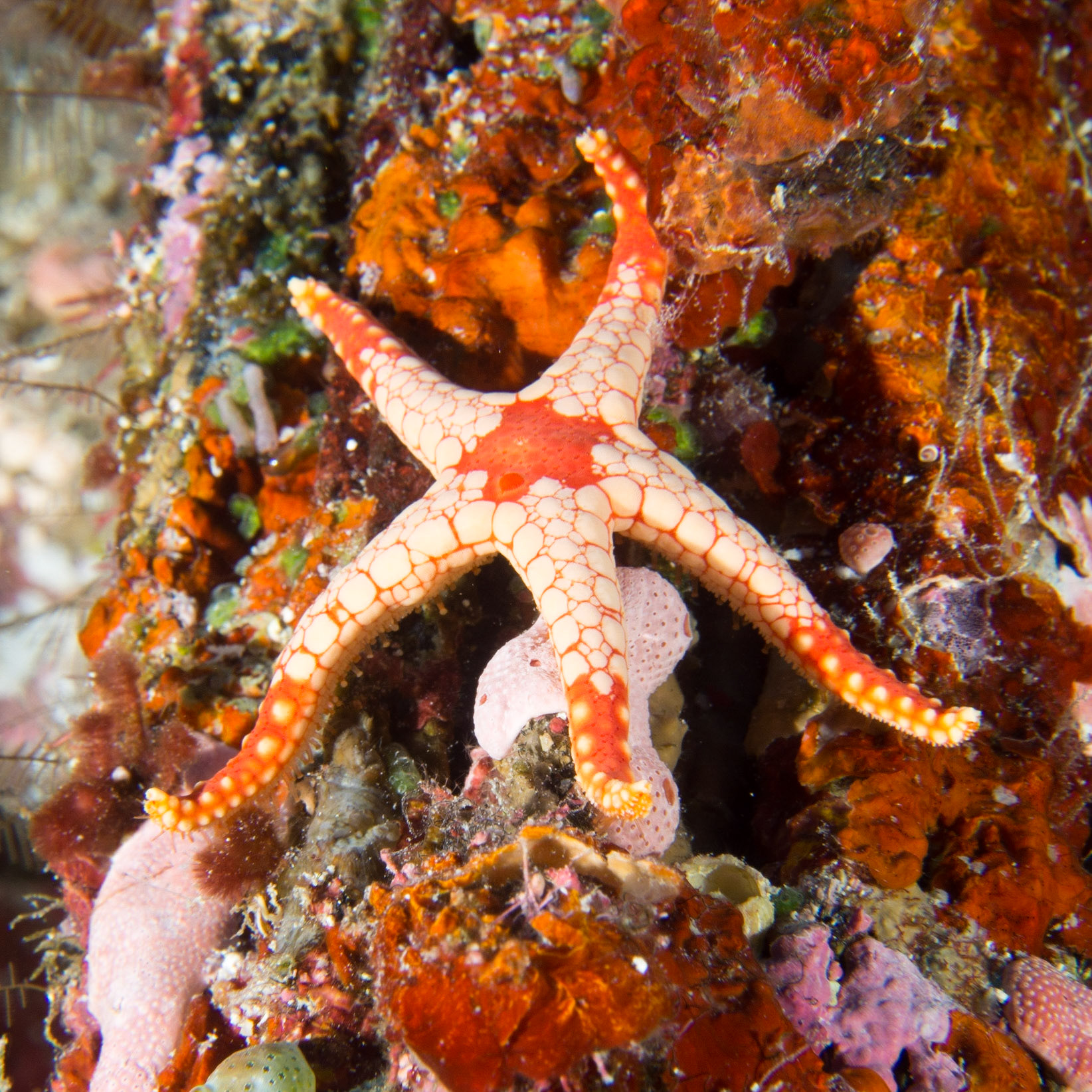Palauan star