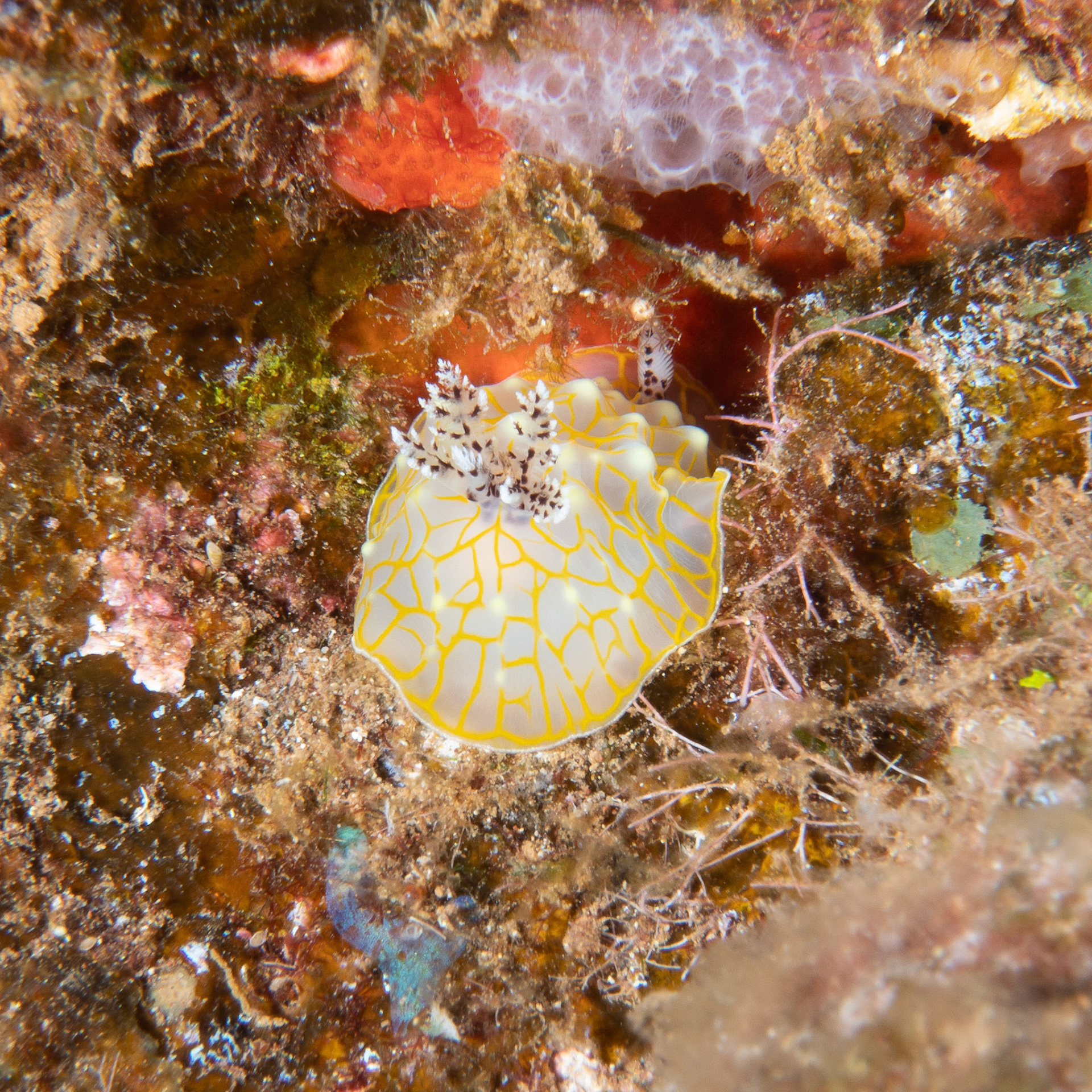 Gold lace nudibranch