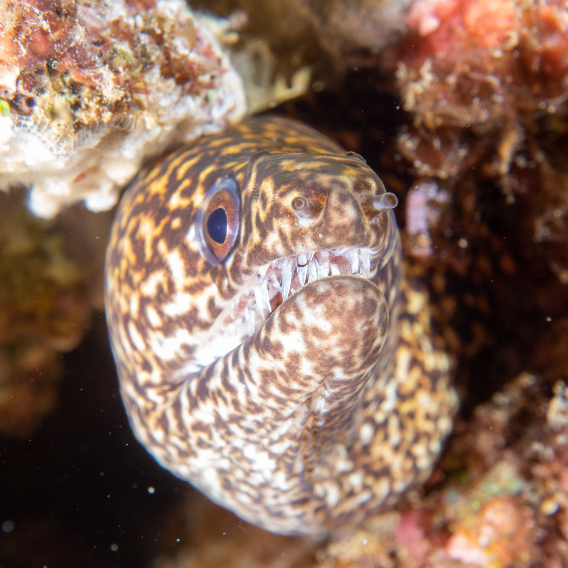 Moray eel