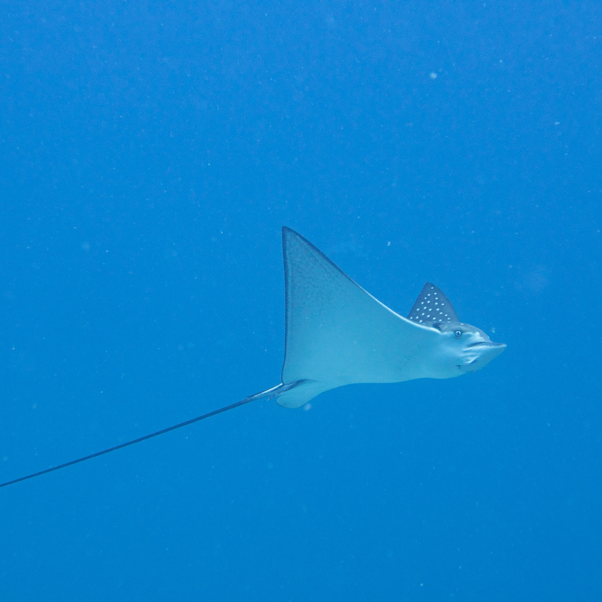 Eagle Ray