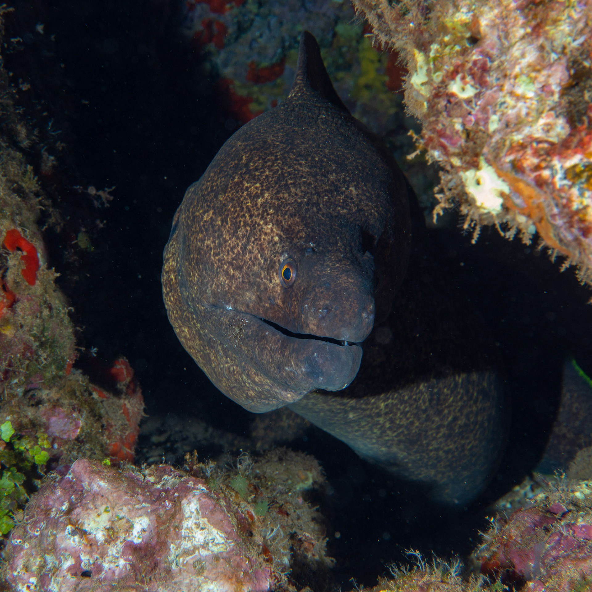 Java moray eel