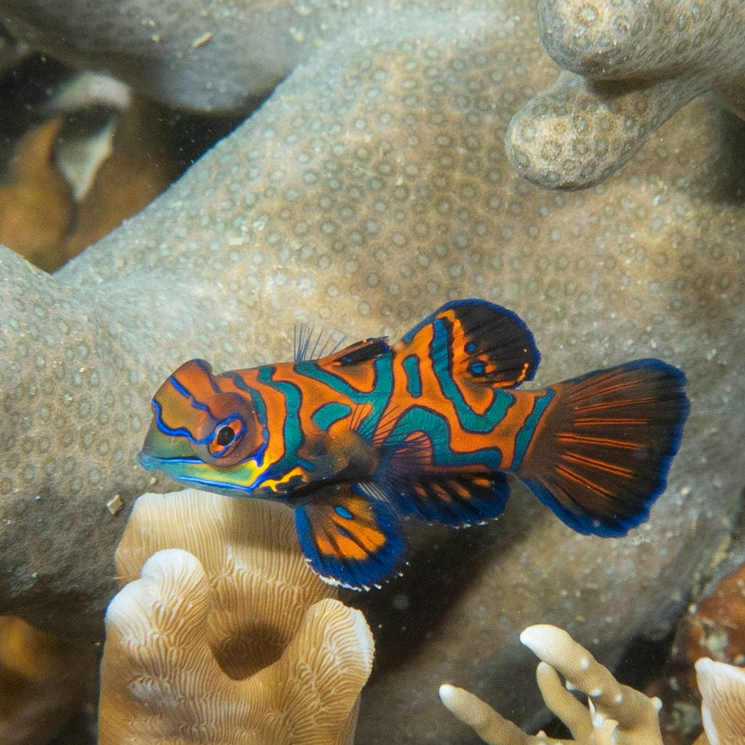 Mandarin fish