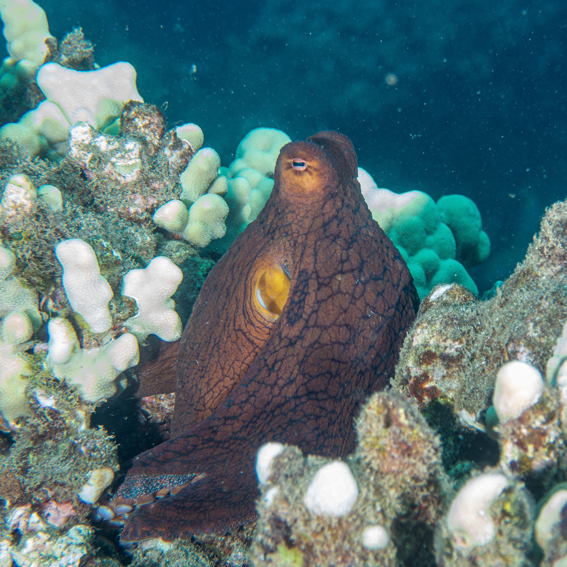 Hawaiian day octopus