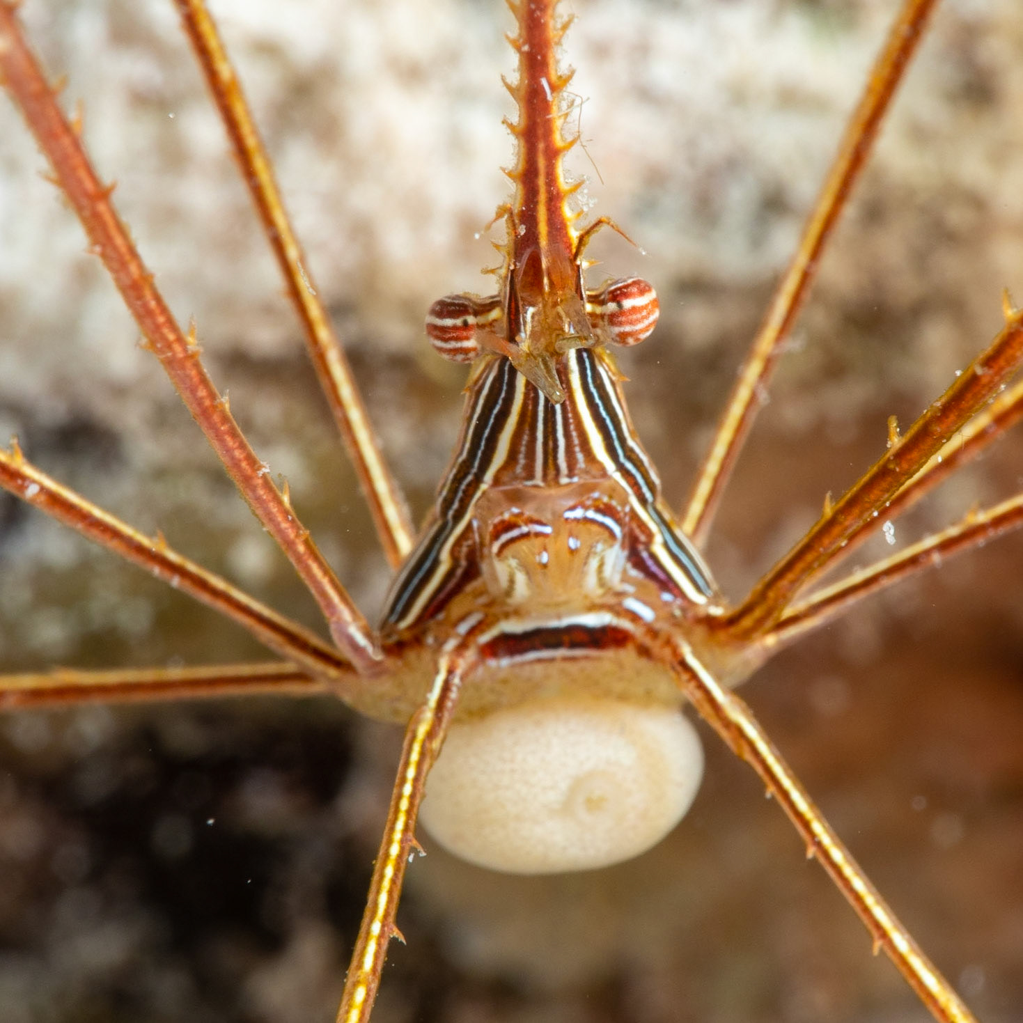 Arrow crab carrying eggs