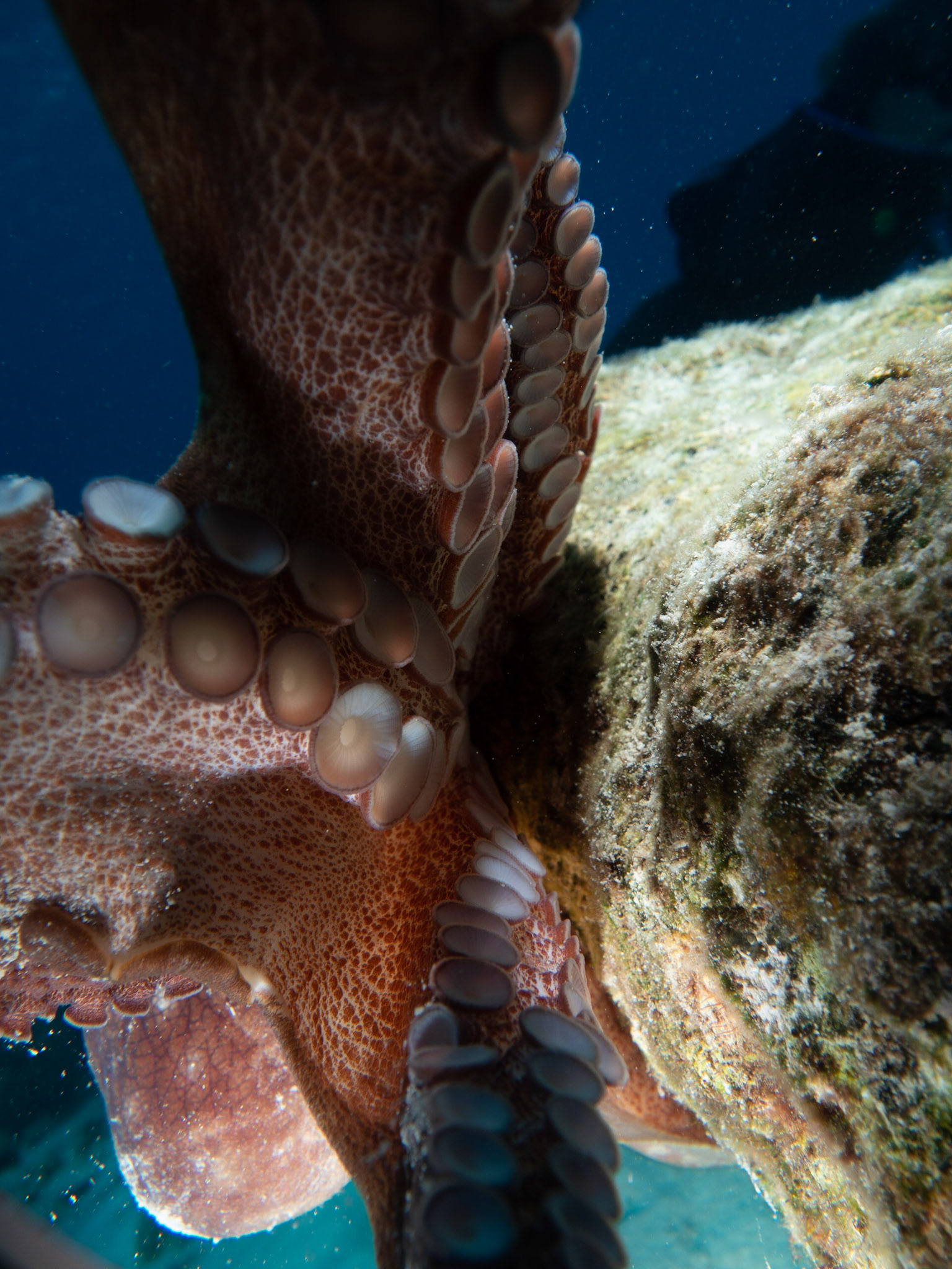 Caribbean reef octopus trying to steal my camera