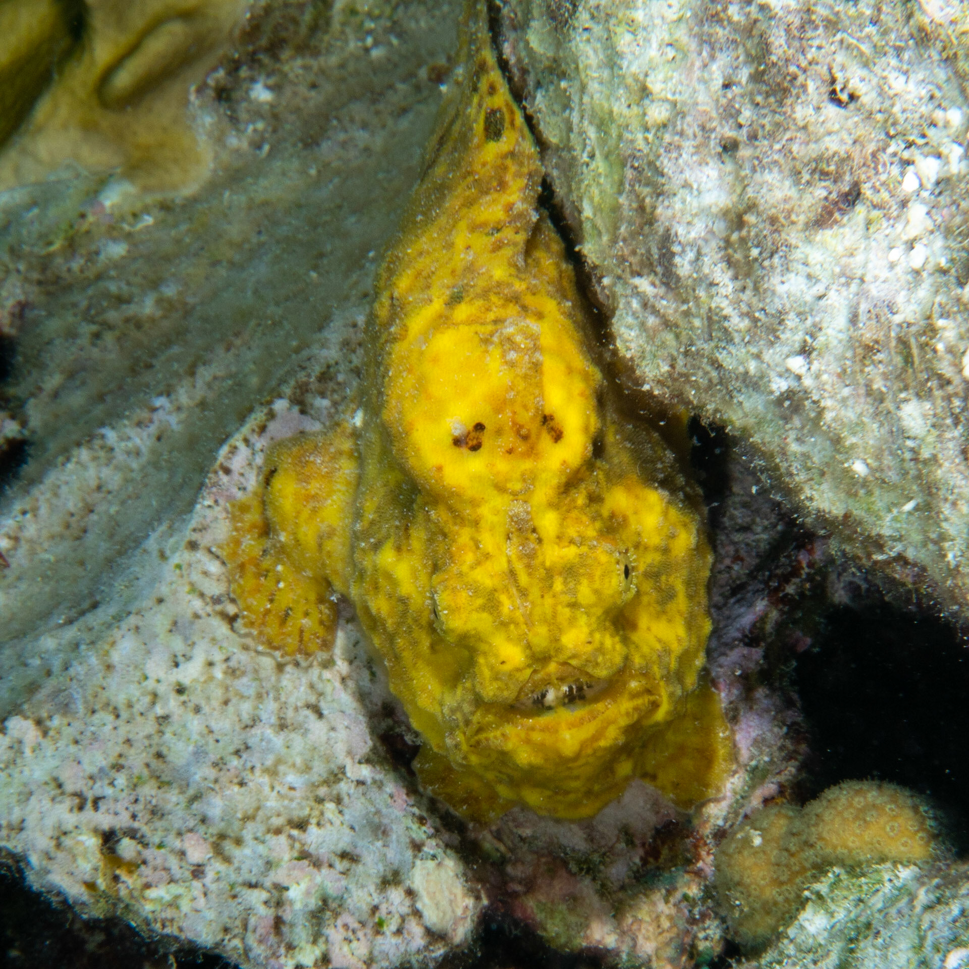 Yellow frog fish