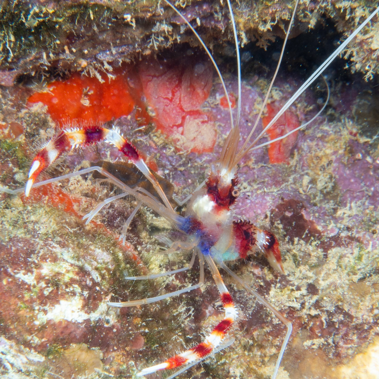 Banded coral shrimp
