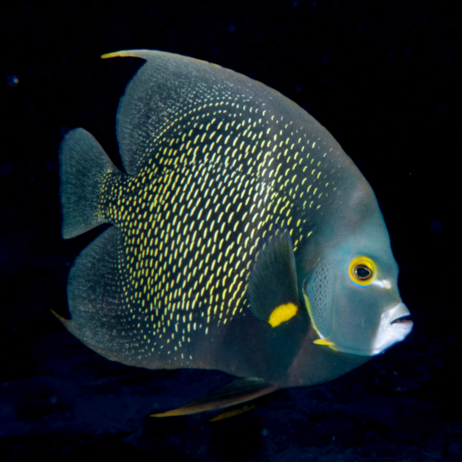 French angel fish