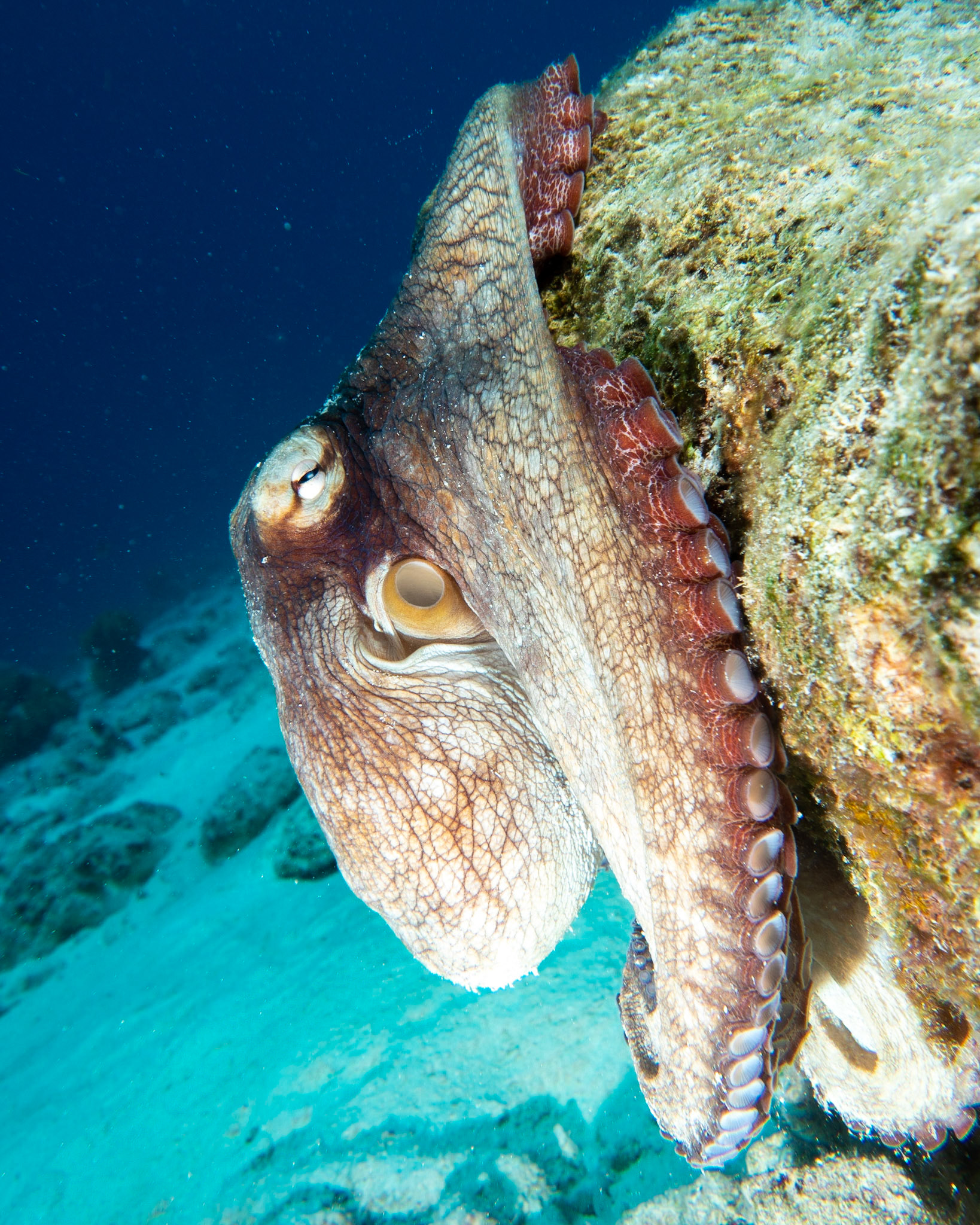 Caribbean reef octopus