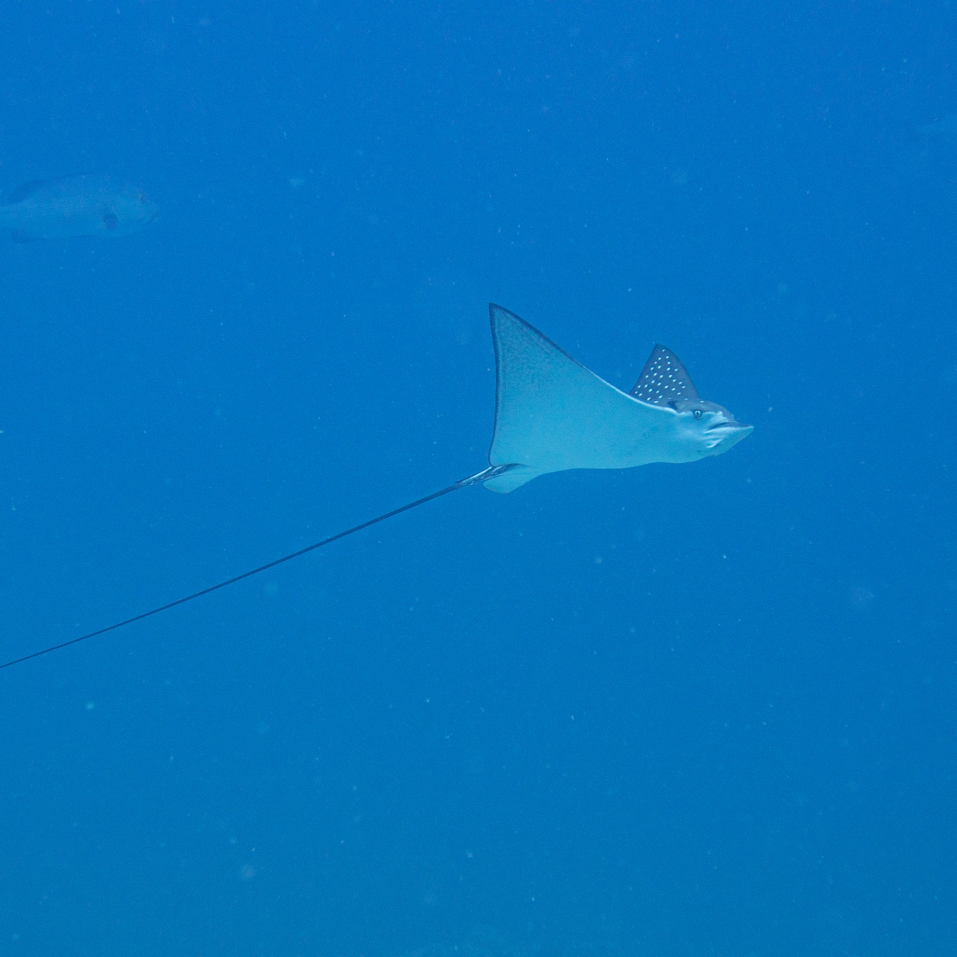 Eagle Ray