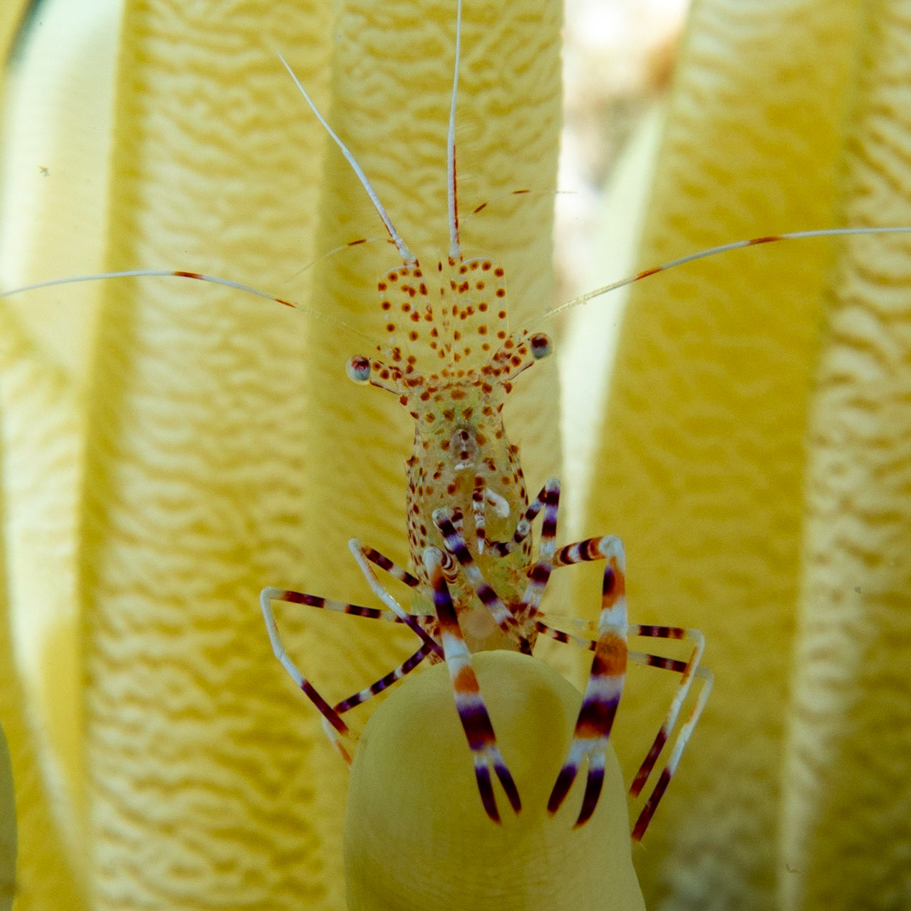Spotted anemone shrimp