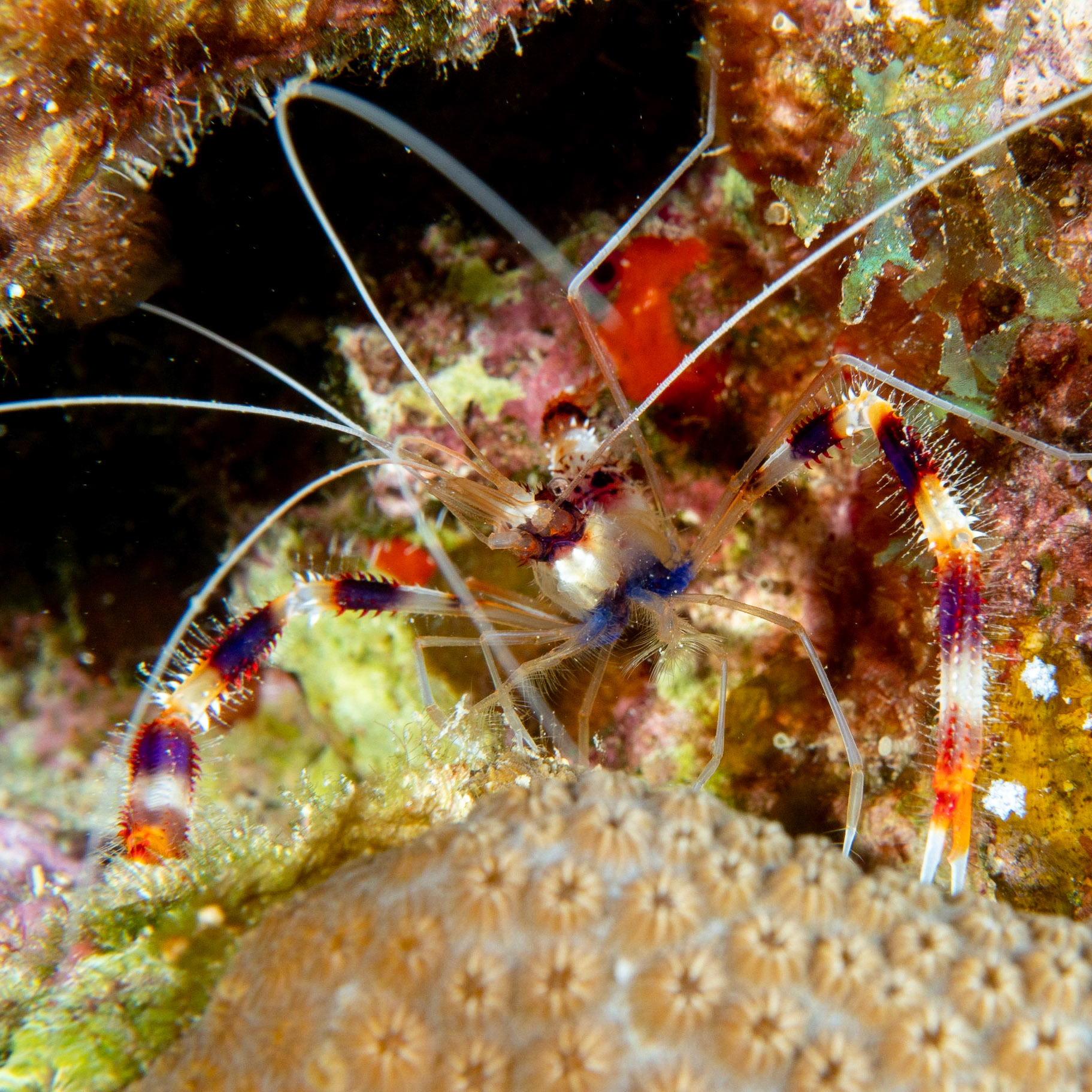 Banded coral shrimp