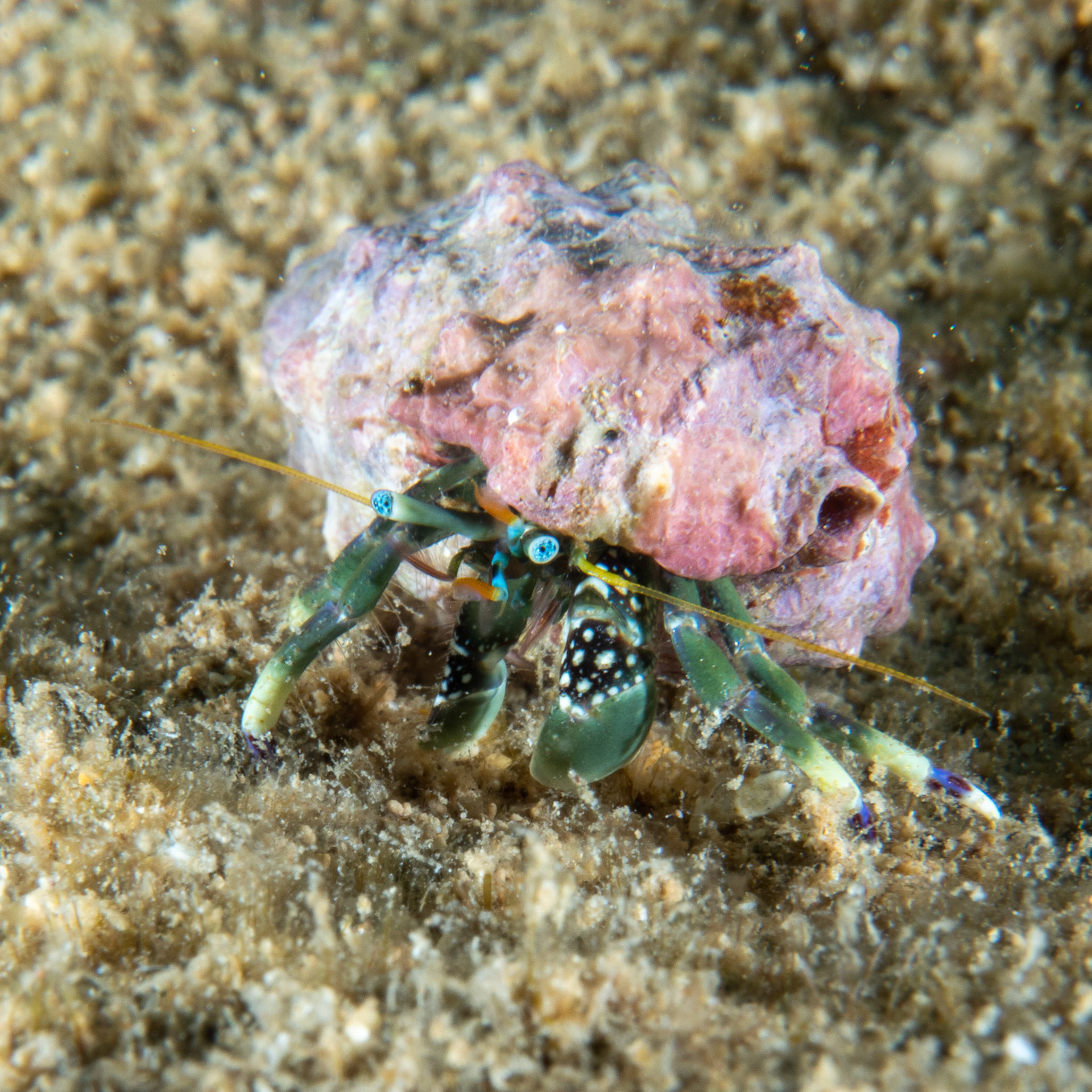 Zebra hermit crab