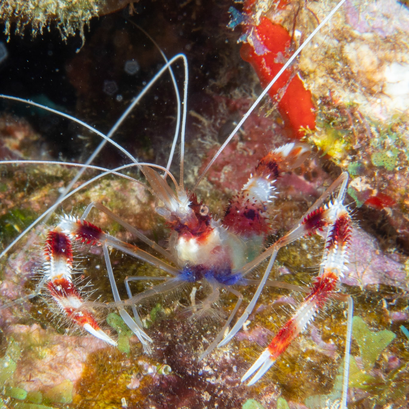 Banded coral shrimp