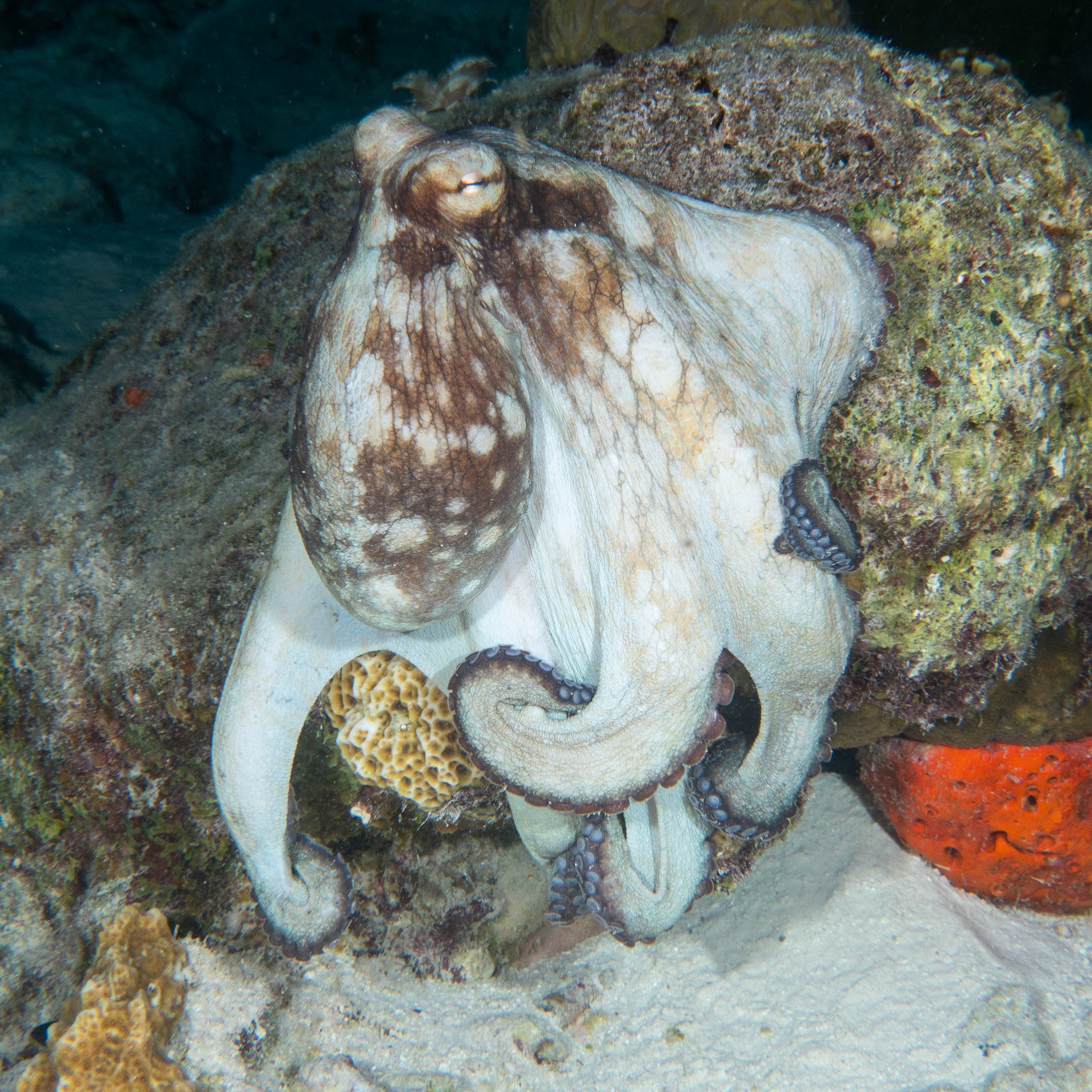 Caribbean reef octopus