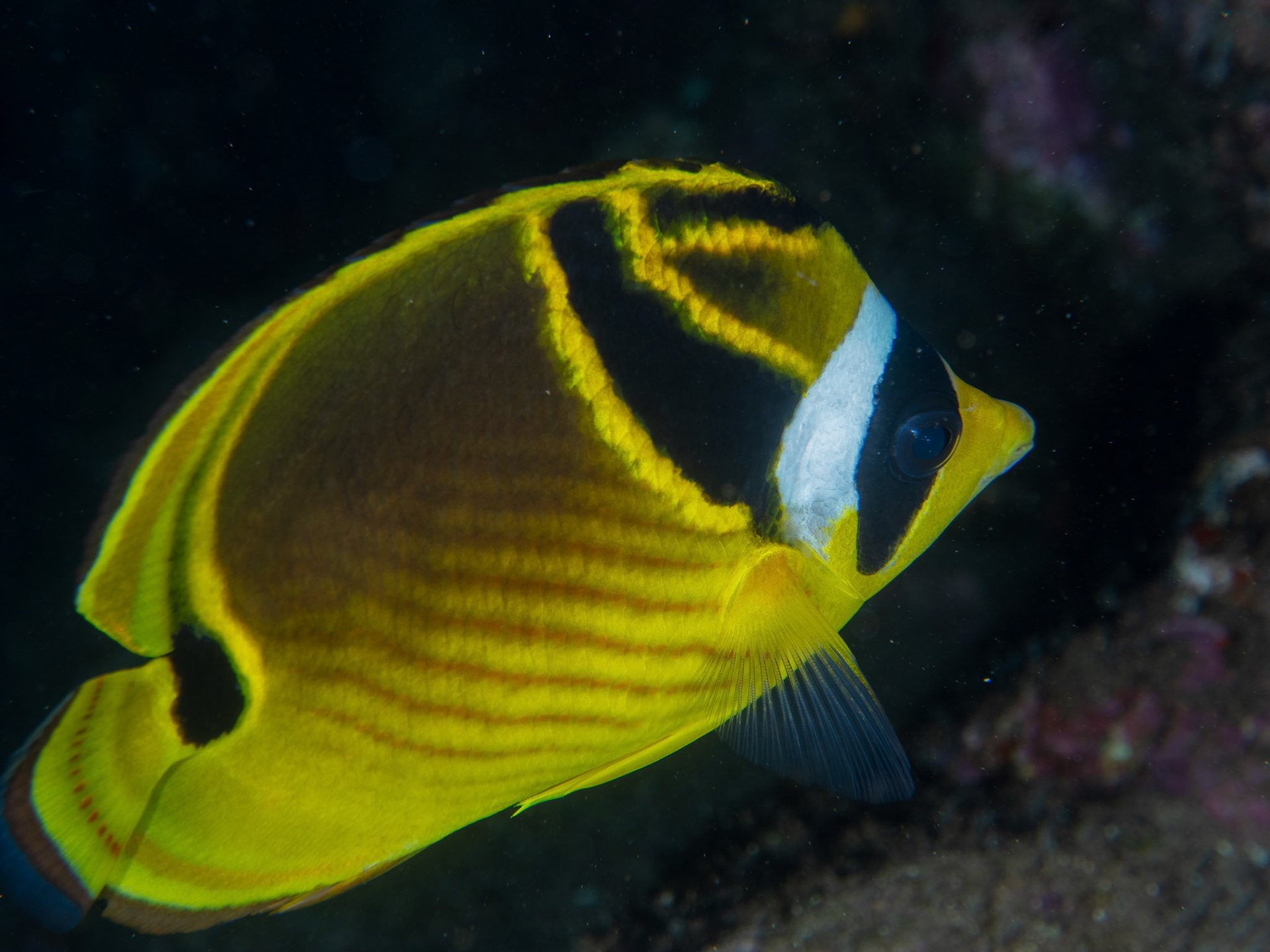 Raccoon butterfly fish