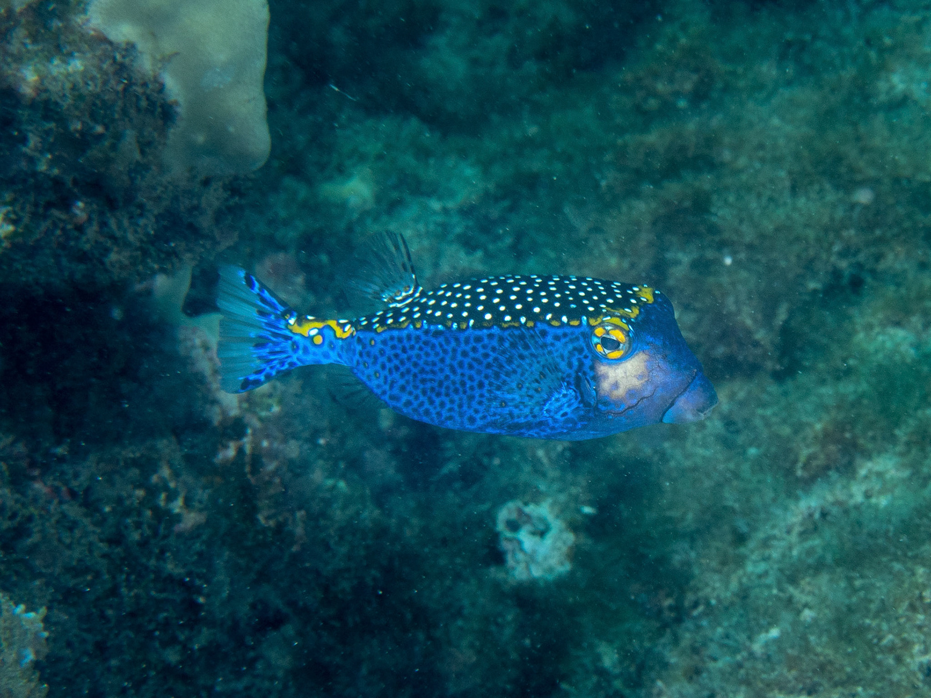 Spotted box fish