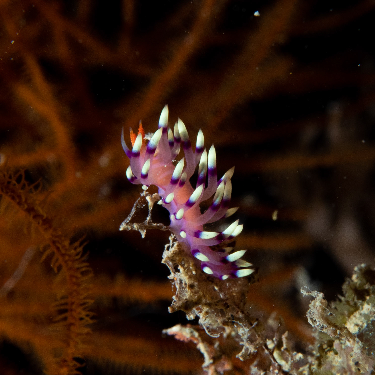 Flabellina