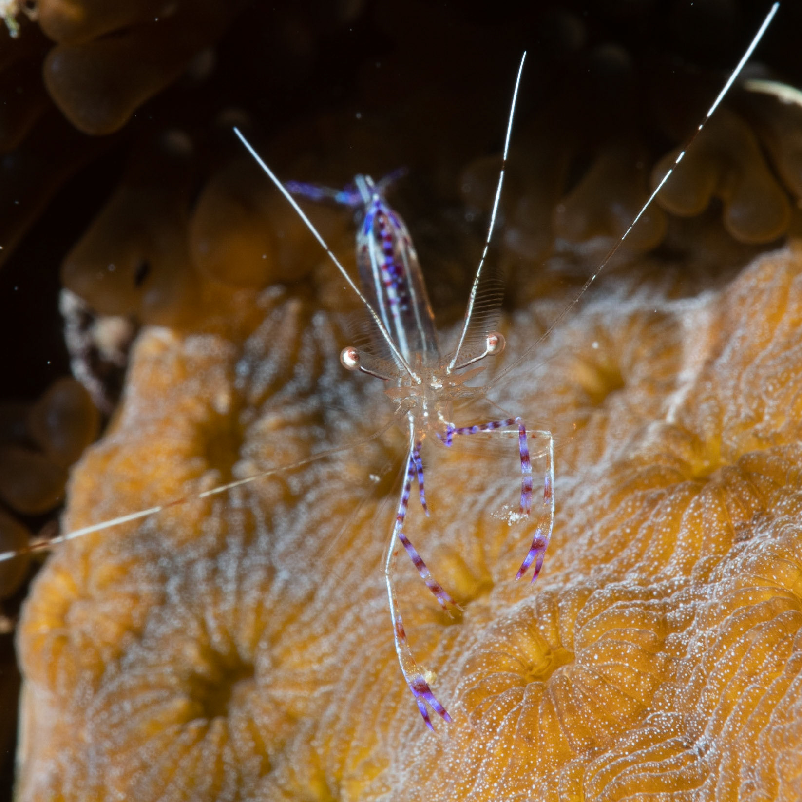 Anemone shrimp