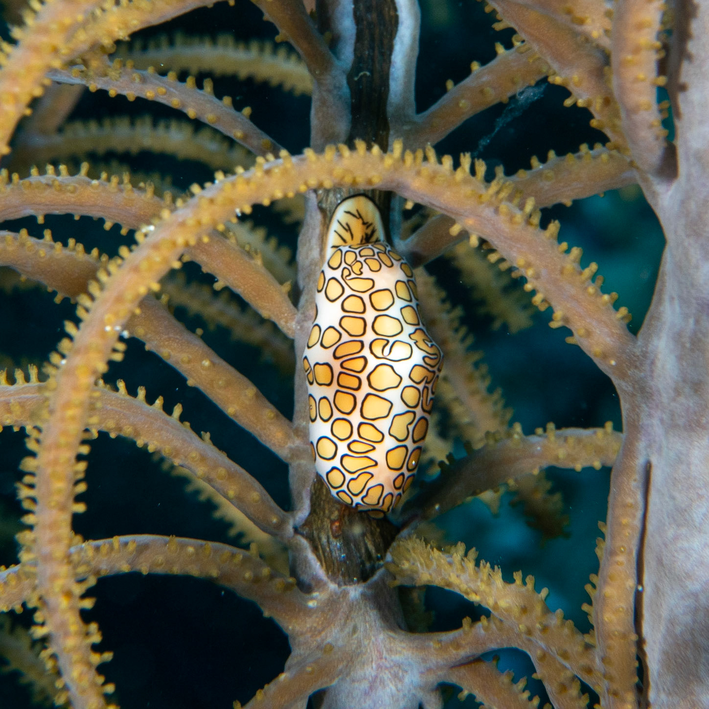 Flamingo tongue
