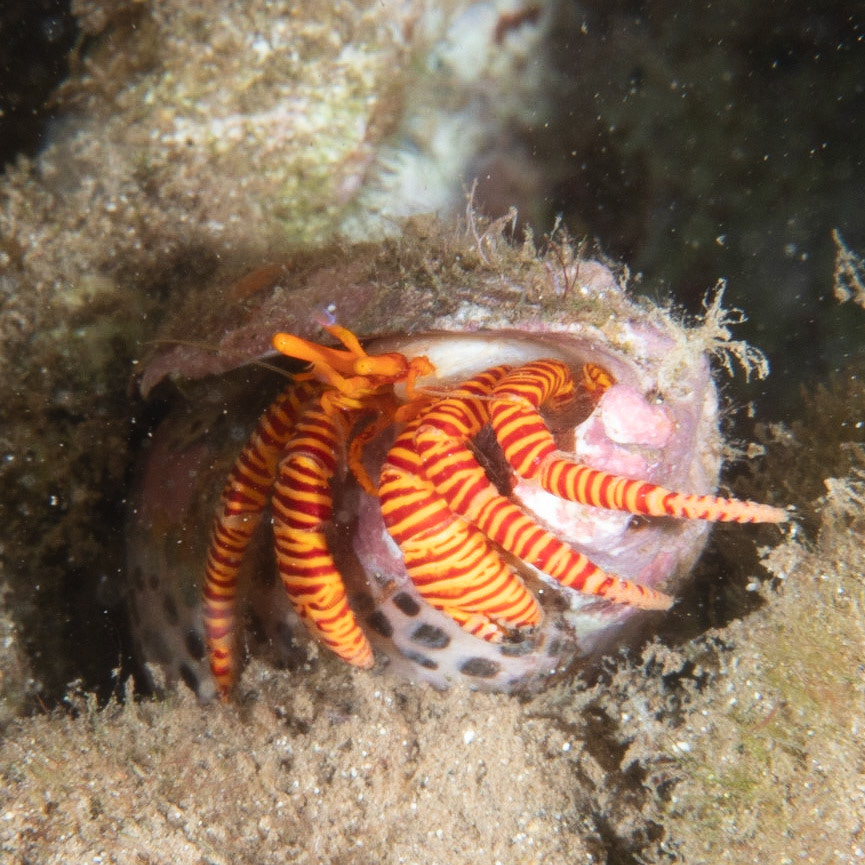 striped hermit crab