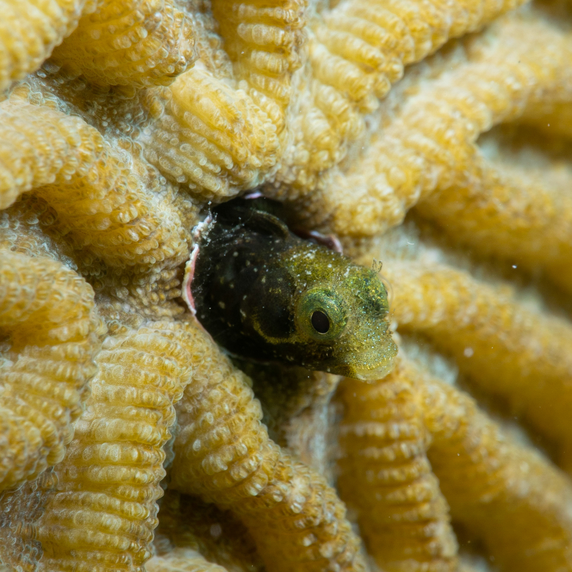 Secretary blenny