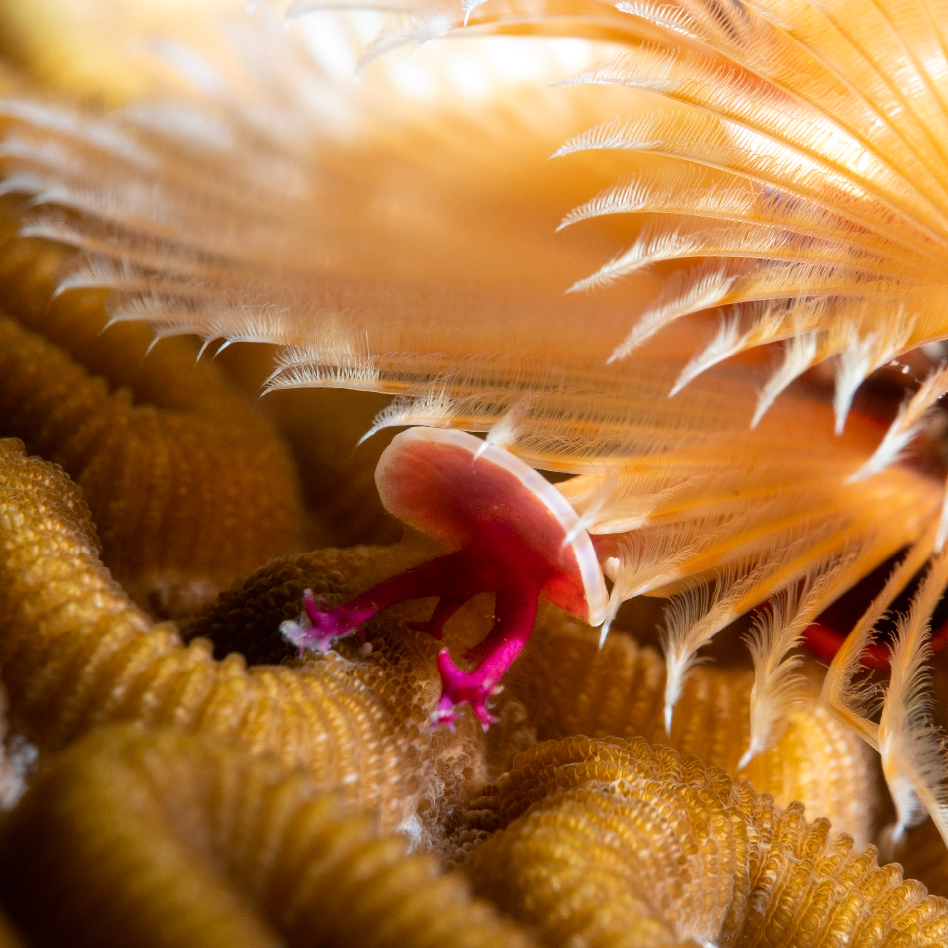 Christmas tree worm operculum closeup