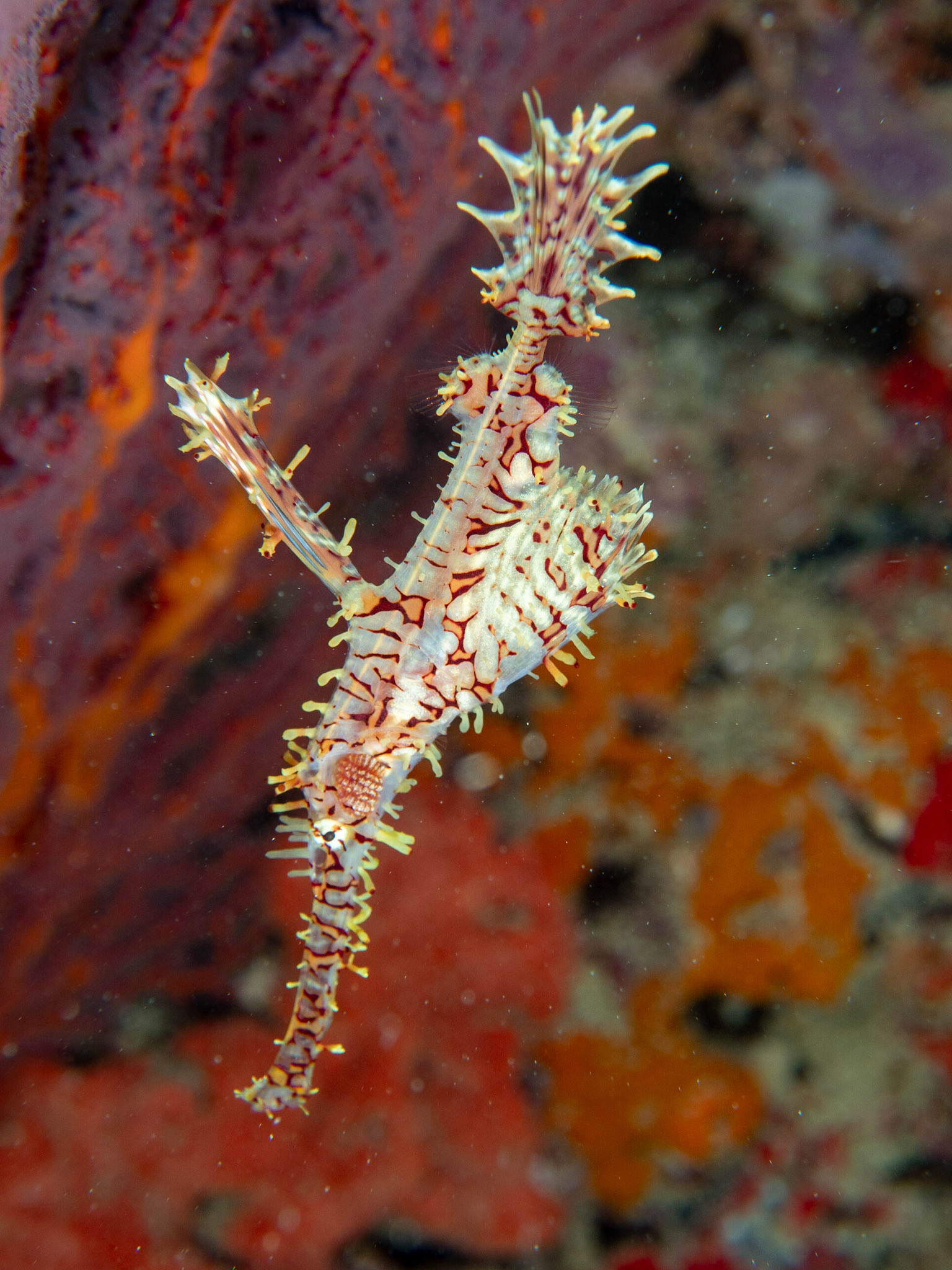 Ghost pipe fish