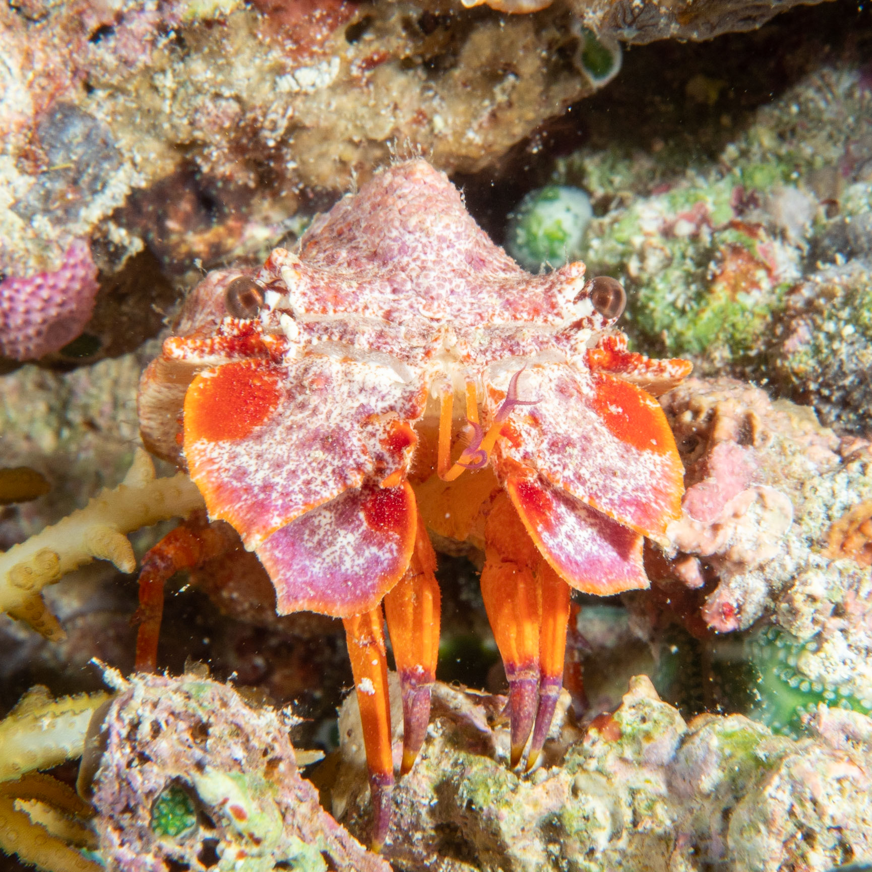 juvenile slipper lobster