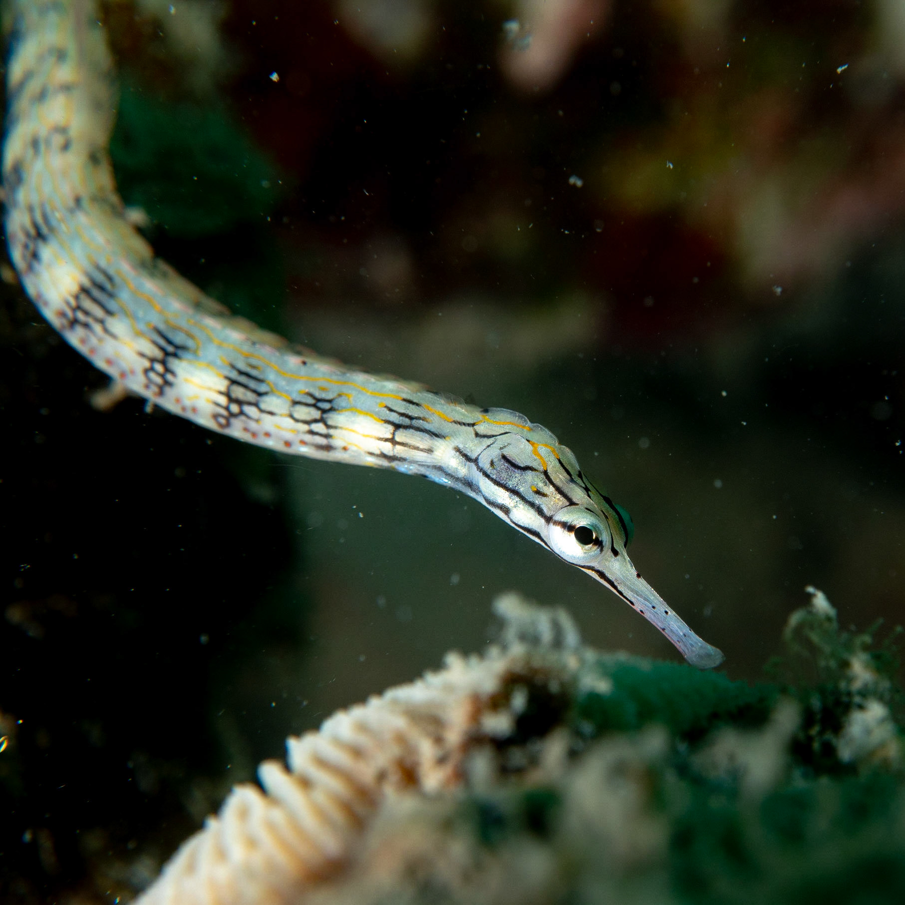 Pipe fish