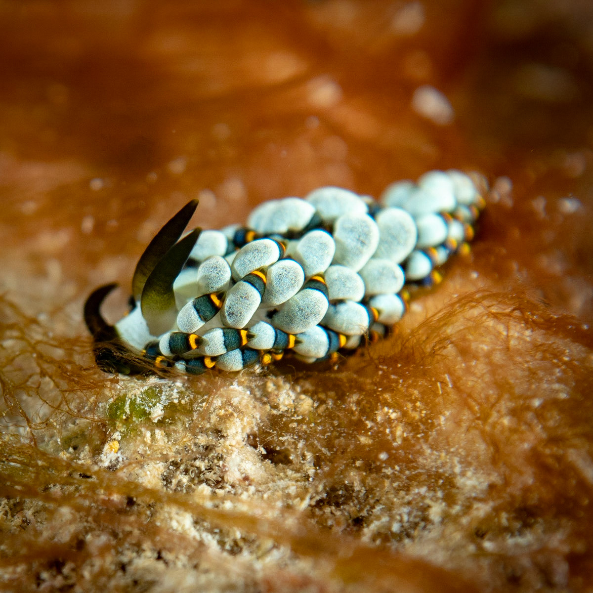 Nudibranch