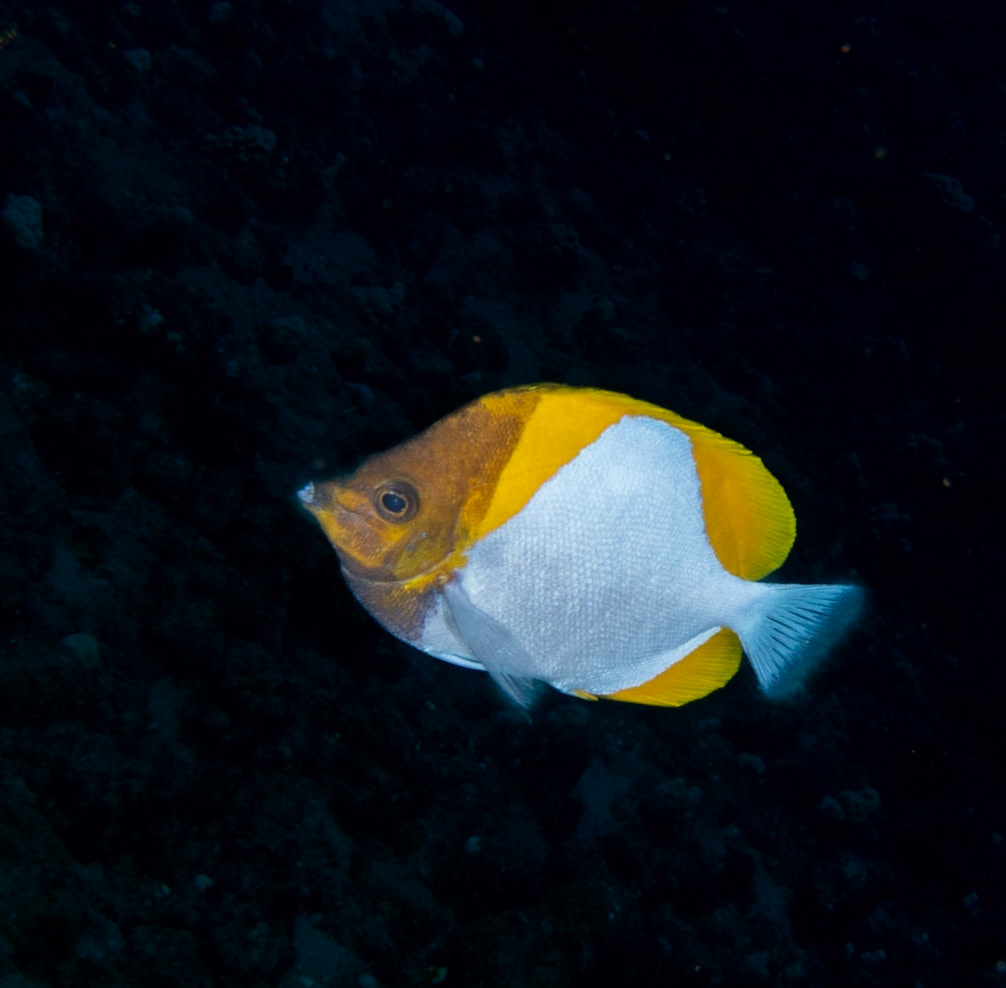 pyramid butterfly fish