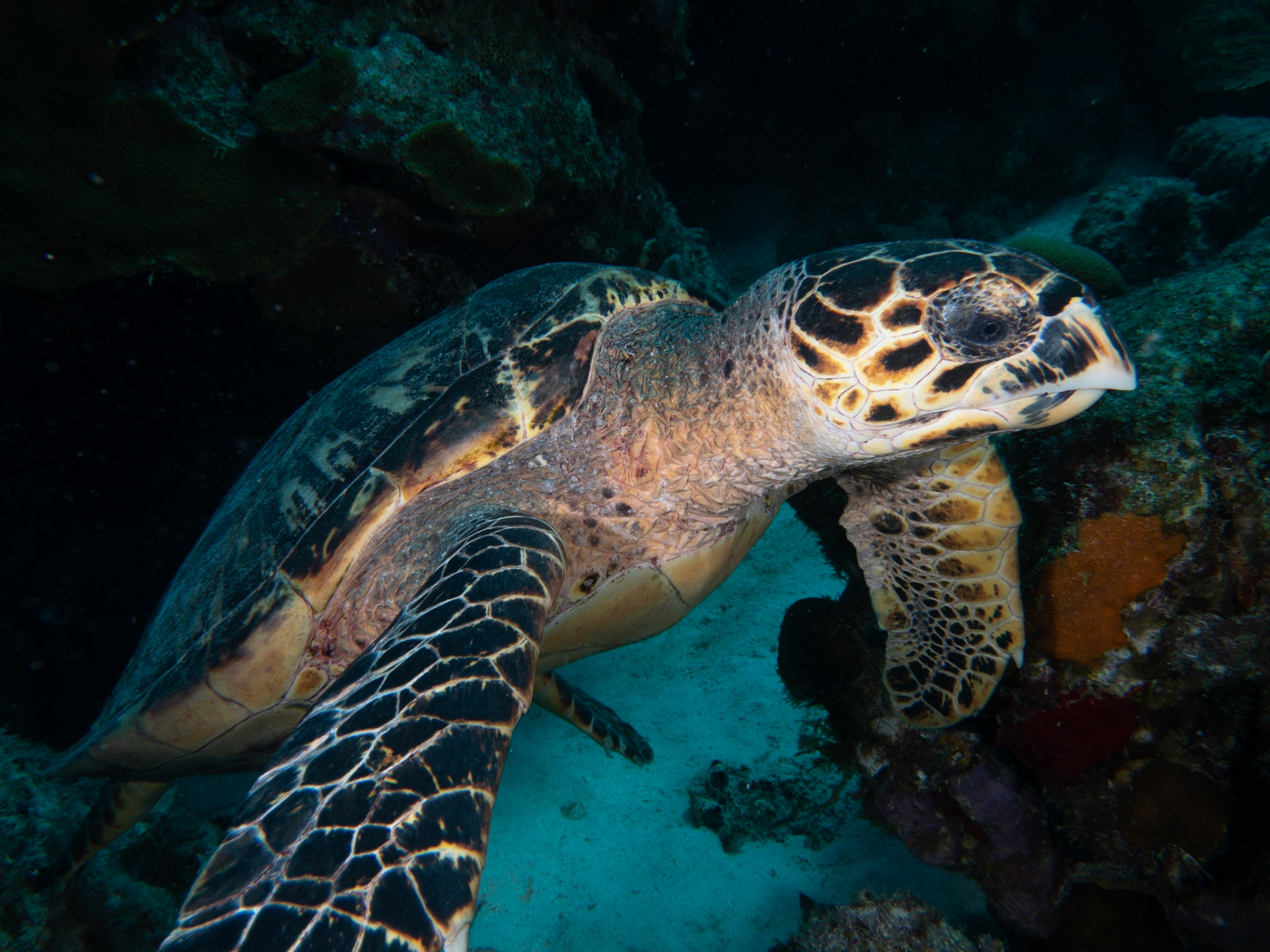 Sea turtle
