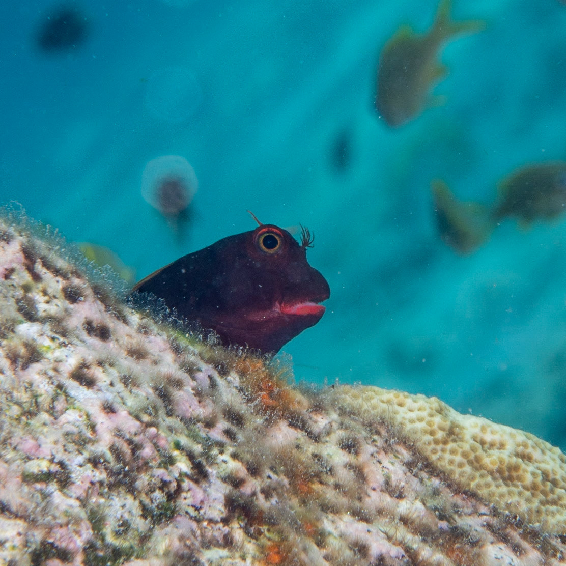 Red lip blenny