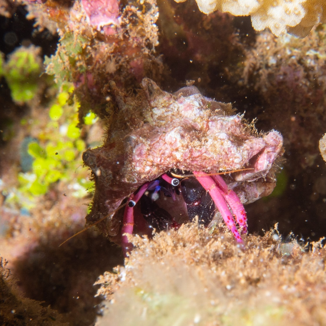 pink hermit crab